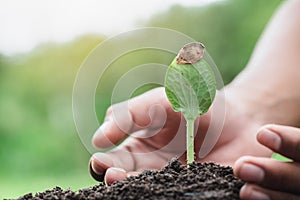 Hands of farmer growing and nurturing tree growing on fertile soil,  environment Earth Day In the hands of trees growing seedlings