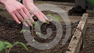 Hands of farmer growing and nurturing tree growing on fertile soil with green and yellow background, nurturing baby