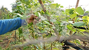 Hands of farmer harvesting fresh green vegetable in the rural countryside farm
