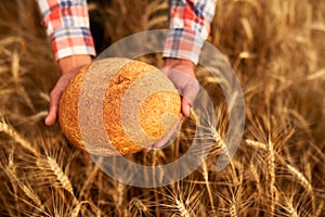 Hands of farmer holding bran bread freshly baked of raw healthy flour with golden wheat ears on background. Agronomist