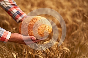 Hands of farmer holding bran bread freshly baked of raw healthy flour with golden wheat ears on background. Agronomist