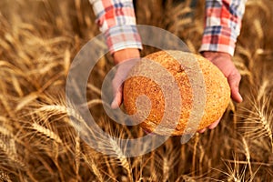 Hands of farmer holding bran bread freshly baked of raw healthy flour with golden wheat ears on background. Agronomist