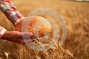 Hands of farmer holding bran bread freshly baked of raw healthy flour with golden wheat ears on background. Agronomist
