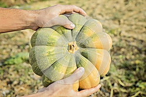 Hands of the farmer holding a large pumpkin