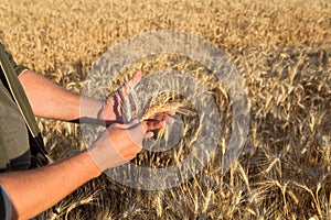 Hands of a farmer holding spikelets of wheat on a field