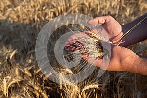 Hands of a farmer holding spikelets of wheat on a field