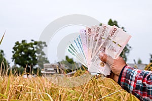 Hands farmer are holding thai banknote in rice field, money thai baht in hand farmer, hand are holding money banknote of thailand