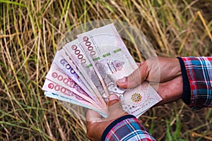 Hands farmer are holding thai banknote in rice field, money thai baht in hand farmer, hand are holding money banknote of thailand