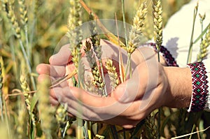 Hands of a farmer holding wheat ears in the field