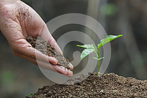 Hands of farmer  nurturing tree growing on fertile soil,  Maintenance of growing seedlings,  Hands protect trees,   plant trees to