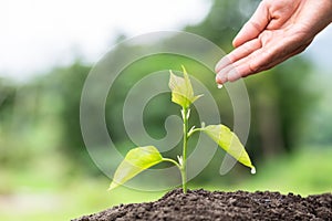 Hands of farmer  nurturing tree growing on fertile soil,  Maintenance of growing seedlings,  Hands protect trees,   plant trees to