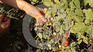 Hands of farmer picking a cherry tomatoes on organic farm