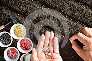 Hands of farmer planting seeds in soil
