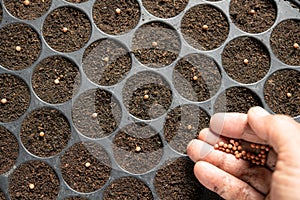 Hands of farmer planting seeds in soil in nursery tray
