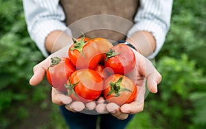 Hands of farmer show his fresh tomato in farm and ready give them to customer, delivery fresh market goods online shopping
