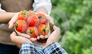 Hands of farmer show his fresh tomato in farm and ready give them to customer, delivery fresh market goods online shopping