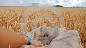 Hands of farmer touching and sifting wheat grains in a sack. Wheat grain in a hand after good harvest. Agriculture