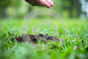 Hands of a farmer woman watering young green plants and nurturing baby plant. World Environment