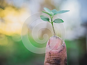 The hands of the farmers look dirty