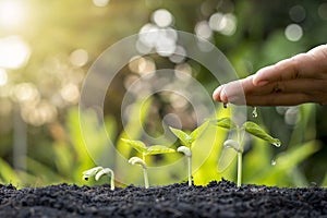 The hands of farmers are watering small plants.