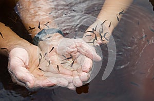 Hands feeding small fishes photo