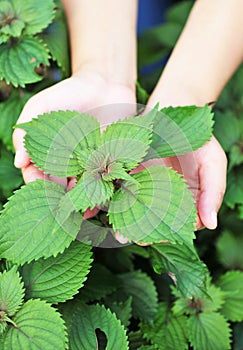 Hands feel coleus plants