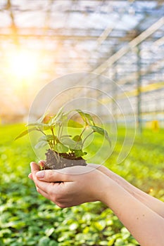 Hands of female botanist holding seedling in plant nursery