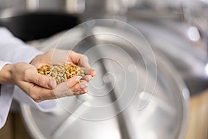 Hands of female brewer holding handful of malted grain