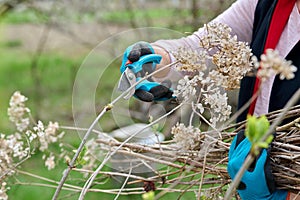 Hands of female gardener in gloves with secateurs pruning hydrangea bush