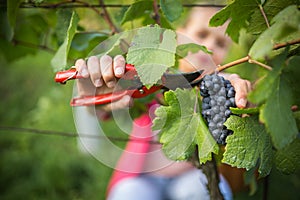 Hands of a female vintner harvesting red vine grapes