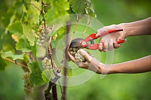 Hands of a female vintner harvesting white vine grapes