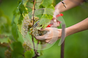 Hands of a female vintner harvesting white vine grapes