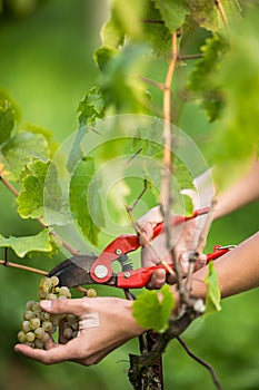 Hands of a female vintner harvesting white vine grapes