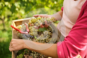 Hands of a female vintner harvesting white vine grapes