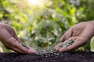 The hands are fertilizing the seedlings and watering the seedlings growing on fertile soil.