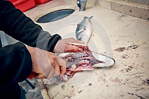 Hands of a fisherman cleaning and filleting a fresh sea bass fish