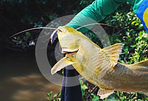 Hands of a fisherman holding a fish known as Jau