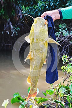 Hands of a fisherman holding a fish known as Jau