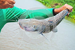 Hands of a fisherman holding a Pintado, leather fish with black photo