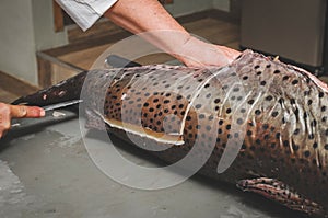 Hands of a fishmonger slicing Pintado fish photo