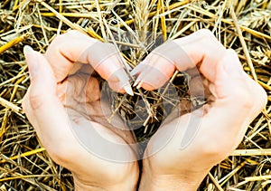 Hands folded in the form of a heart on the background of straw