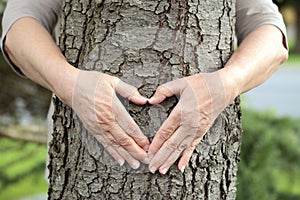 Hands forming heart on tree photo