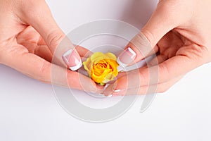 Hands with french manicure holding yellow rose.