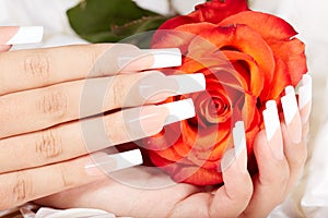 Hands with french manicured nails and red rose flower