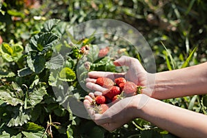 Hands with fresh strawberries collected
