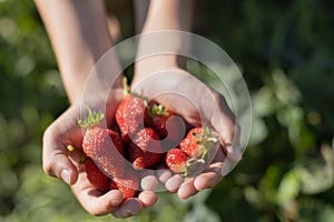 Hands with fresh strawberries collected