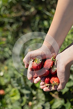 Hands with fresh strawberries collected