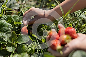 Hands with fresh strawberries collected