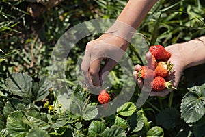 Hands with fresh strawberries collected