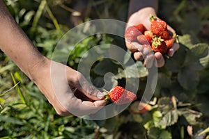 Hands with fresh strawberries collected